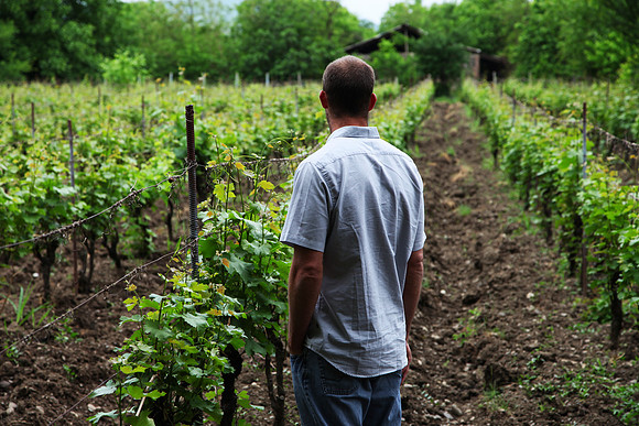 Georgian Vineyard