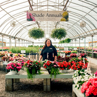Massi's Greenhouse