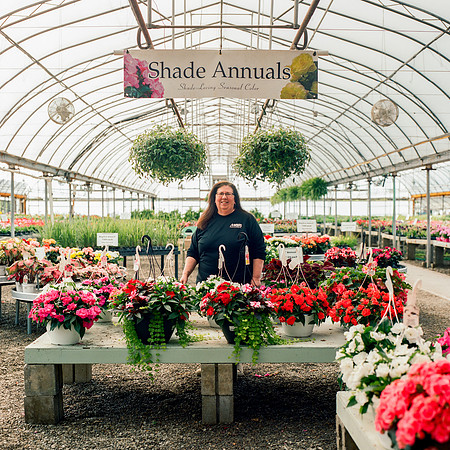 Massi's Greenhouse