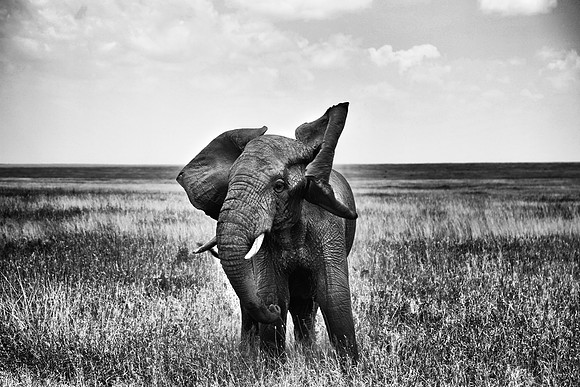 Elephant of the Serengeti