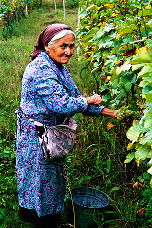 Old Woman in a Vineyard