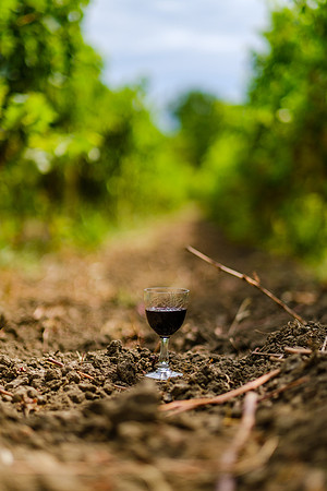 Georgia Vineyard 2
