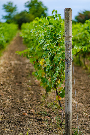 Georgia Vineyard 1