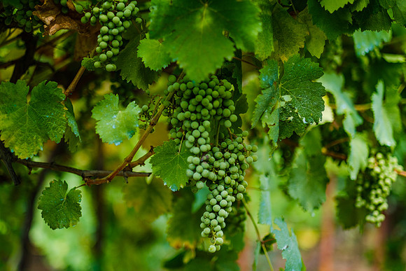 Georgia Vineyard 3