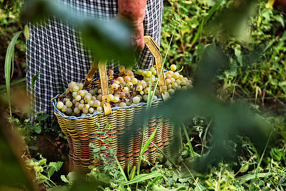 Georgia Vineyard 5