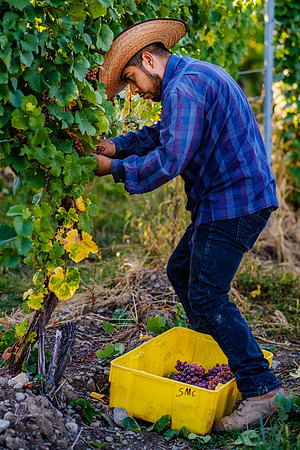 Anonymous - Migrant Grape Harvester